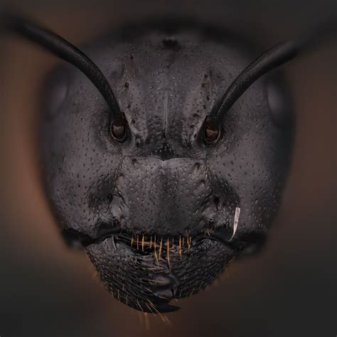This Incredible Photo of an Ant's Face Is Like Something Out of a .